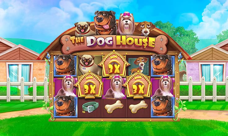 Keseruan Anjing Lucu Penuh Kejutan Terbaik di The Dog House